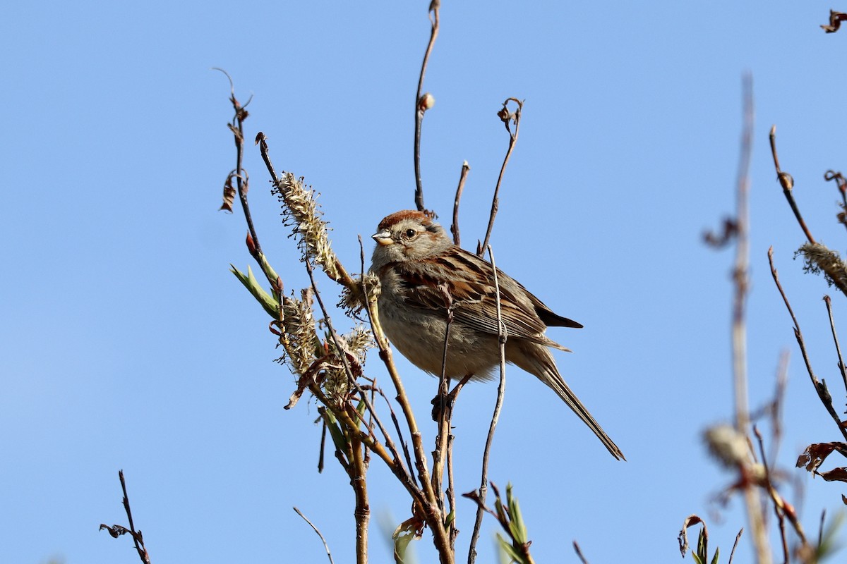 American Tree Sparrow - ML587213071