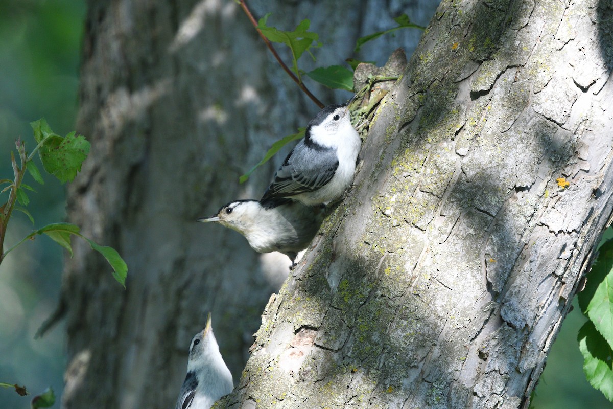 White-breasted Nuthatch - ML587215721