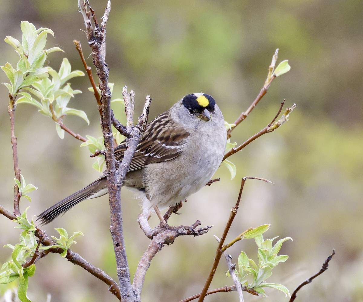 Golden-crowned Sparrow - Adam Dudley