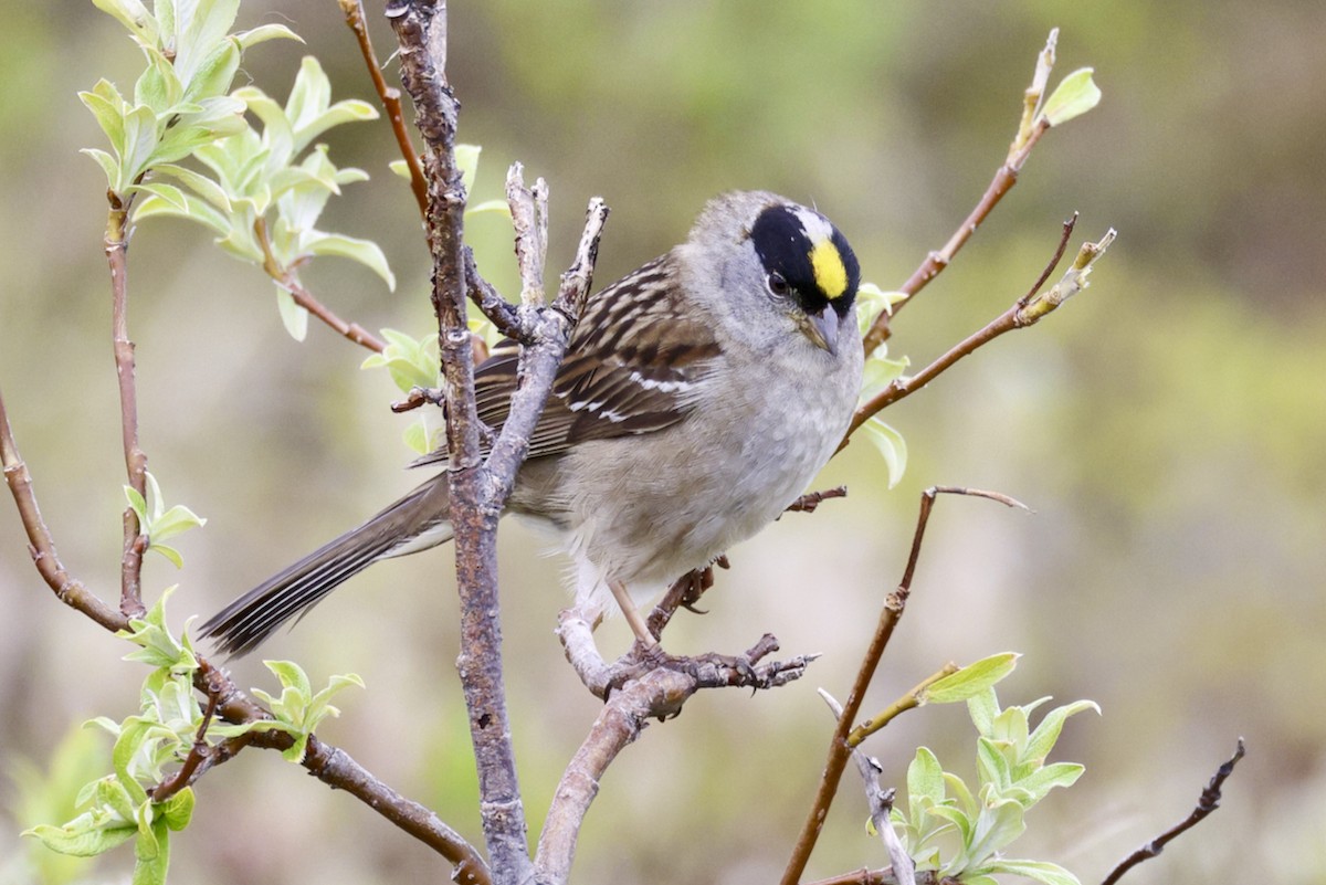 Golden-crowned Sparrow - Adam Dudley