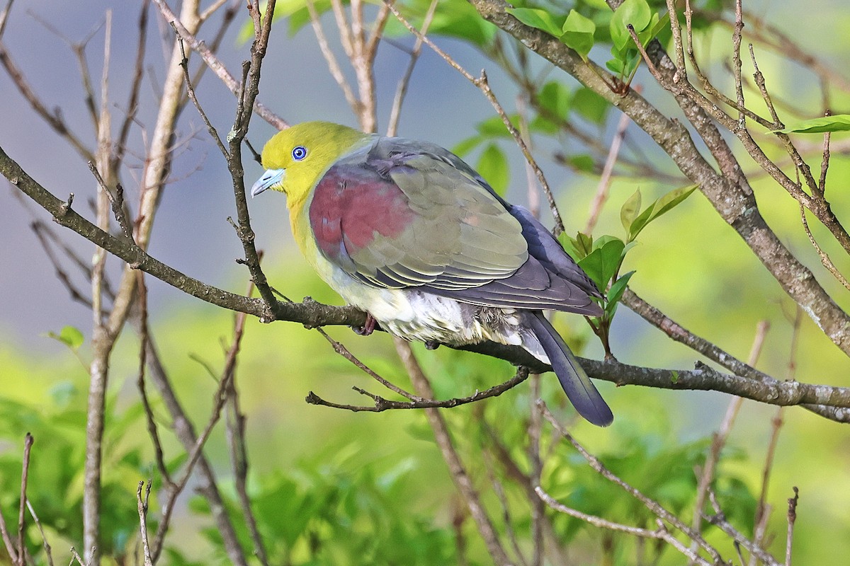 White-bellied Green-Pigeon - Nathan Wall