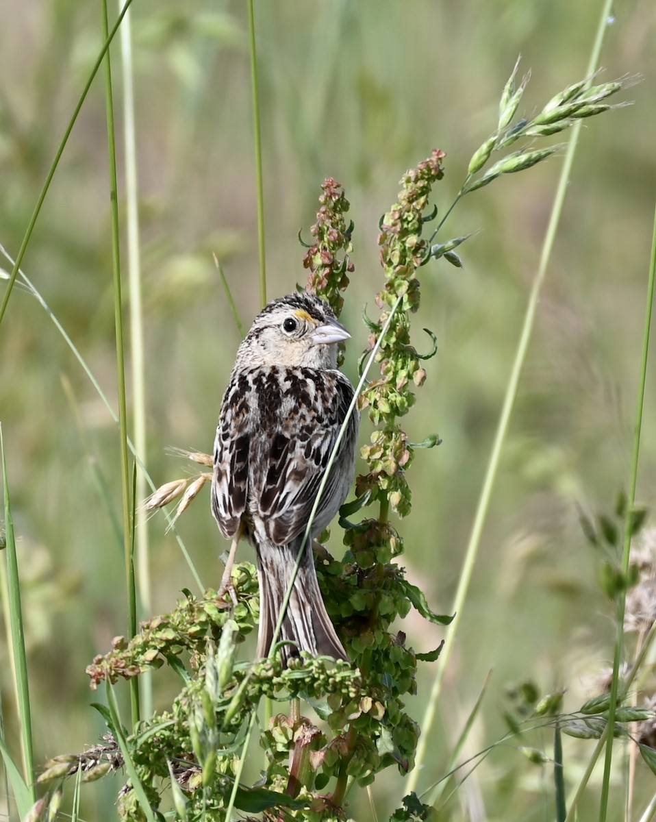 Grasshopper Sparrow - ML587230311
