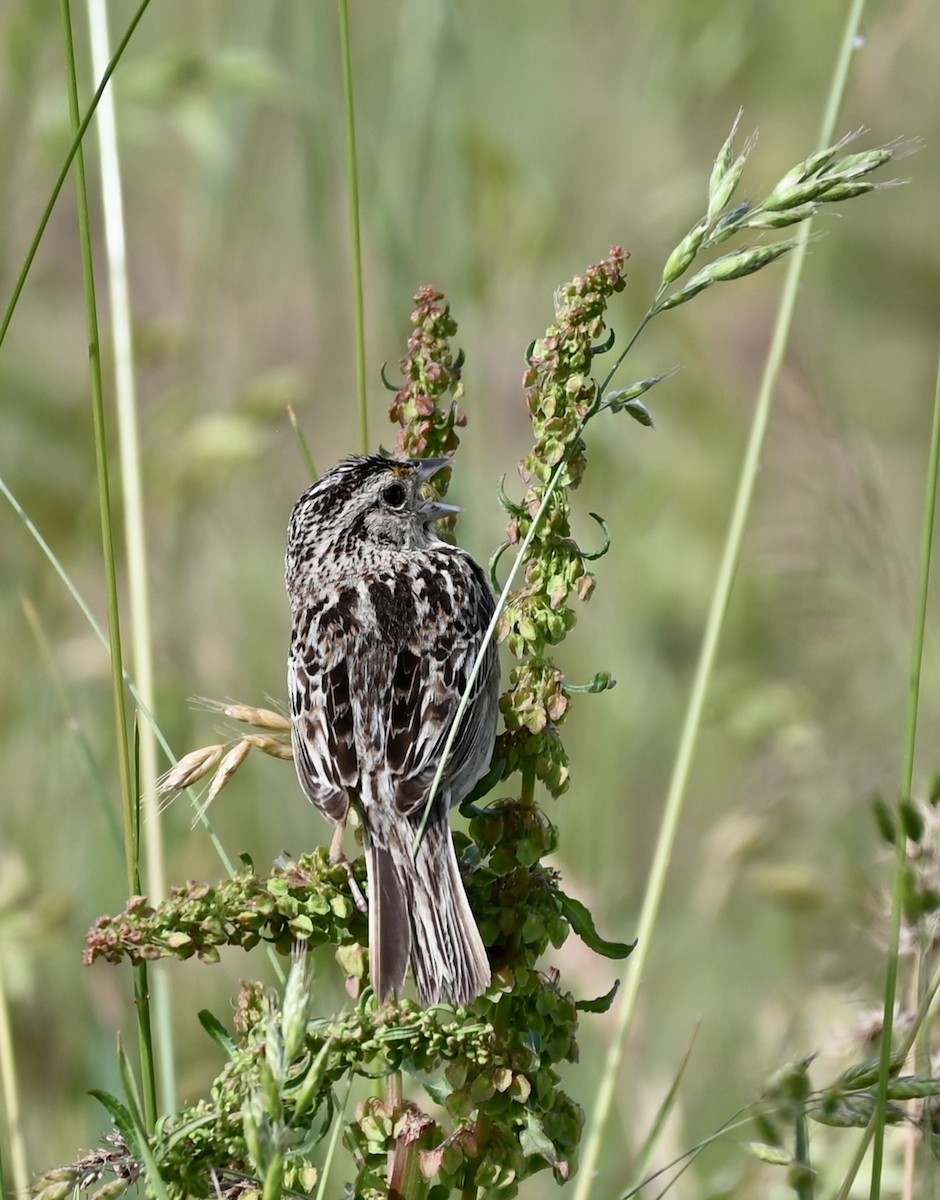 Grasshopper Sparrow - ML587230321