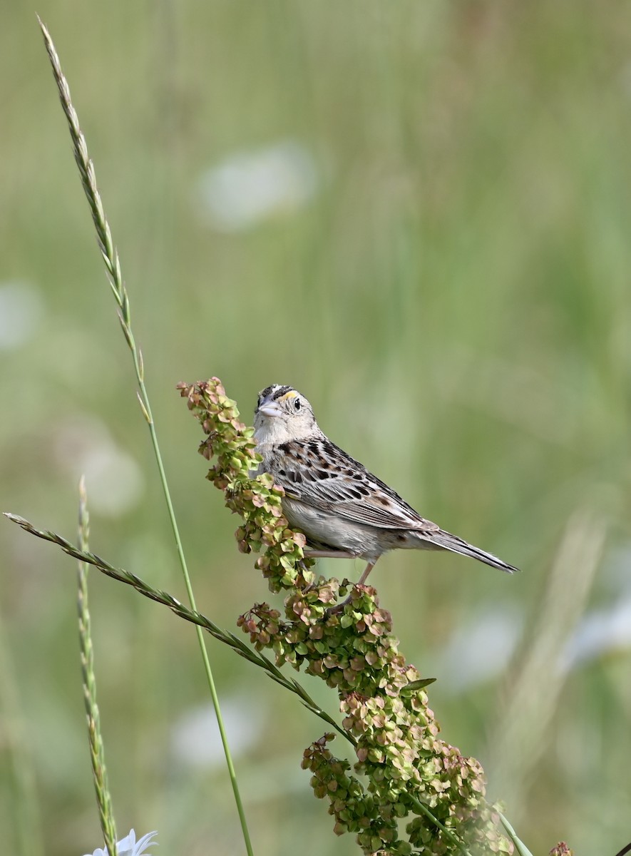 Grasshopper Sparrow - ML587230331