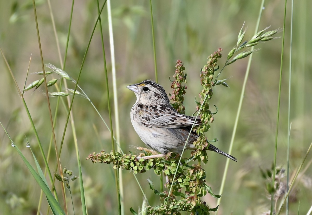 Grasshopper Sparrow - ML587230341