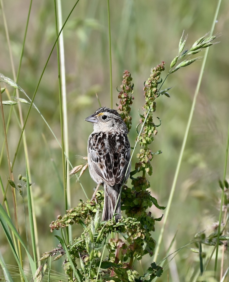Grasshopper Sparrow - ML587230351