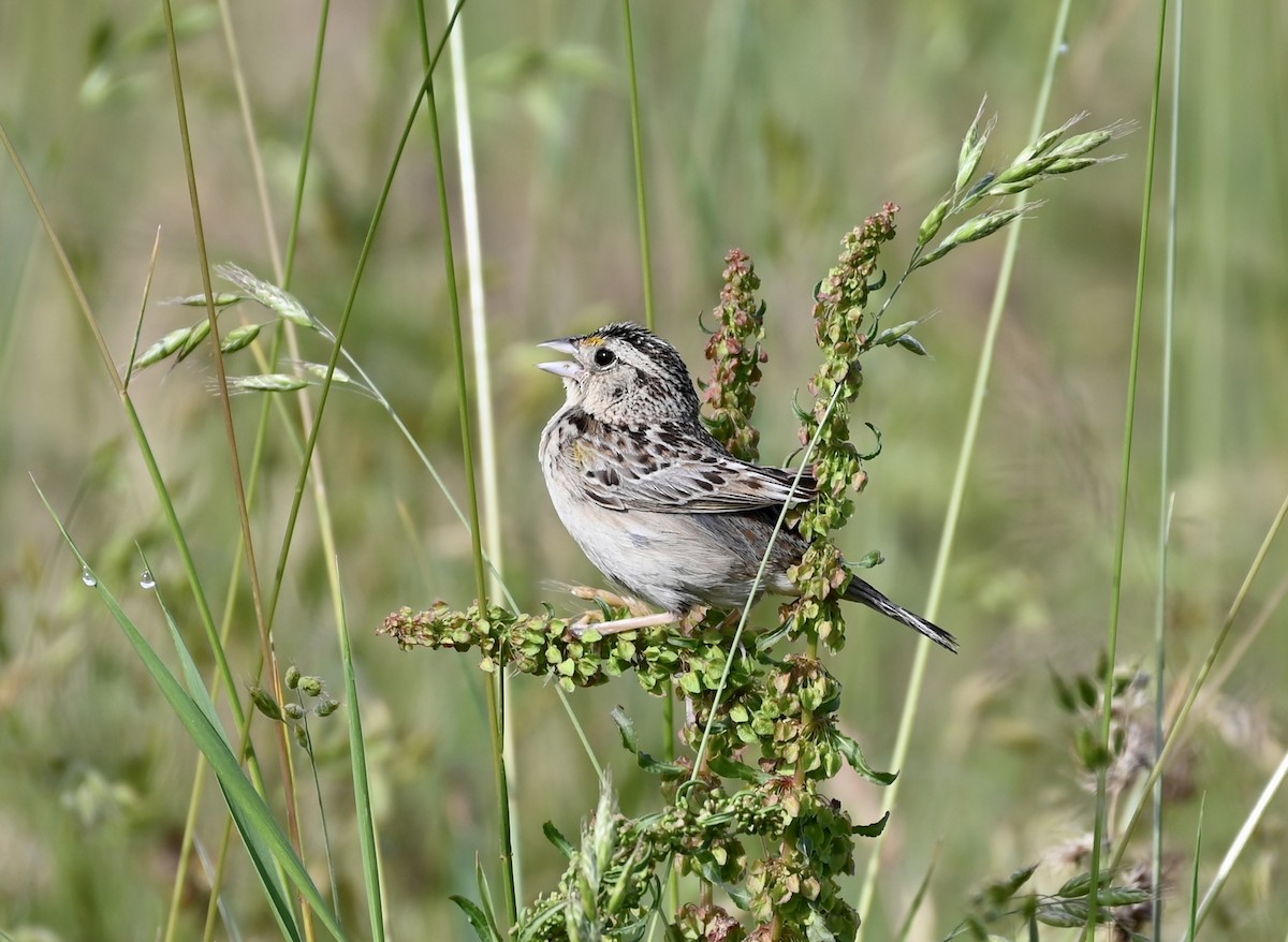 Grasshopper Sparrow - ML587230361