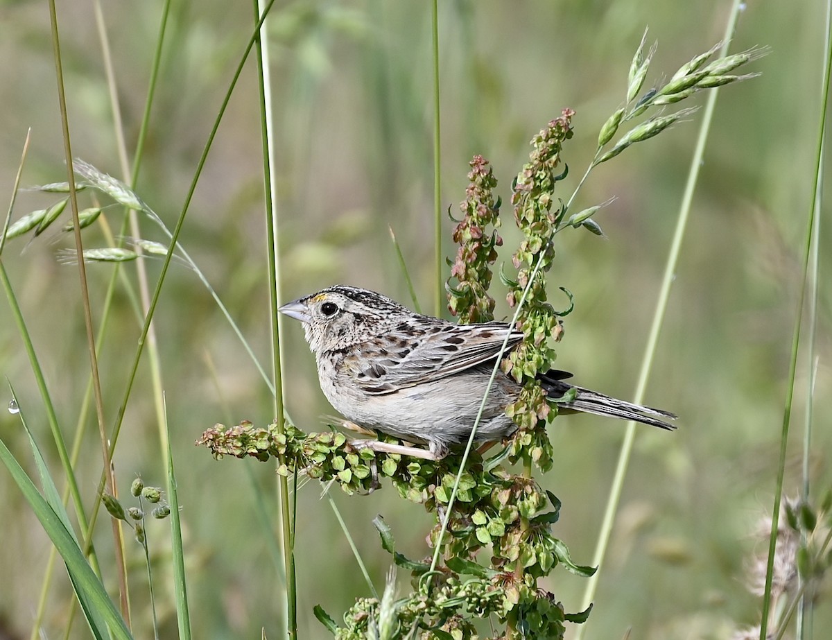Grasshopper Sparrow - ML587230371