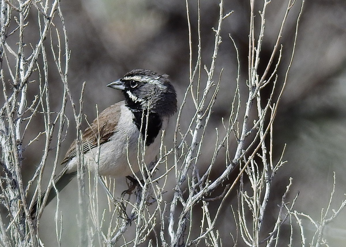 Black-throated Sparrow - ML587230381