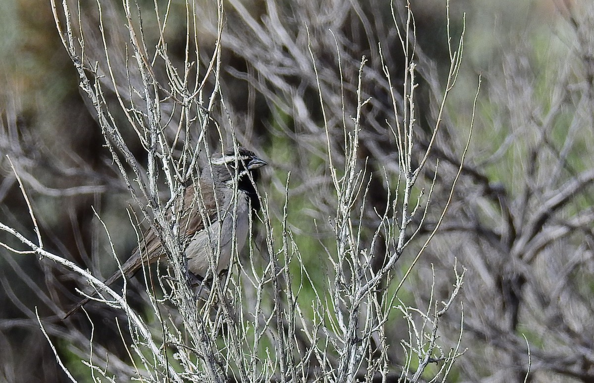 Black-throated Sparrow - ML587230511