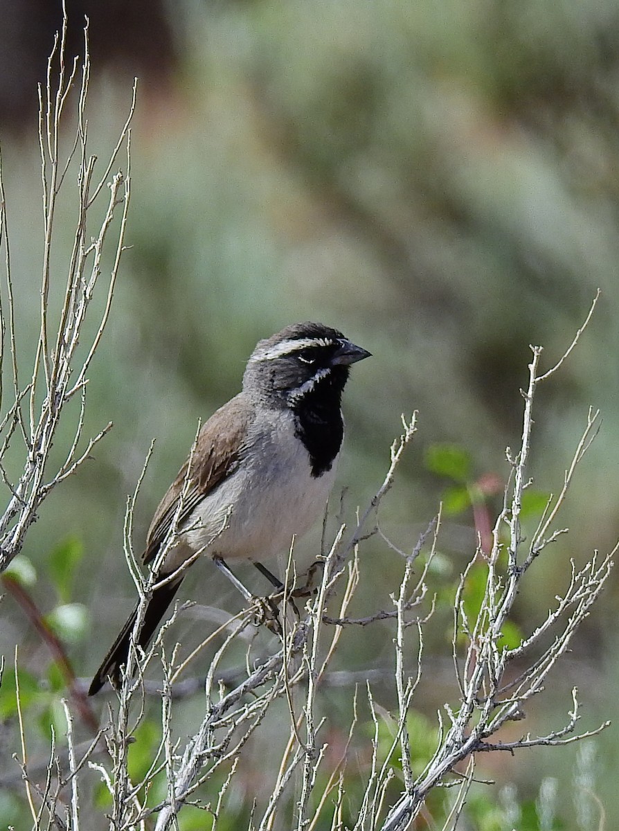 Black-throated Sparrow - ML587230521
