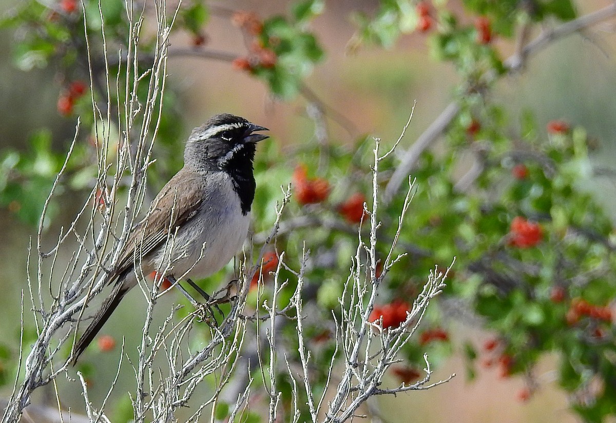 Black-throated Sparrow - ML587230531