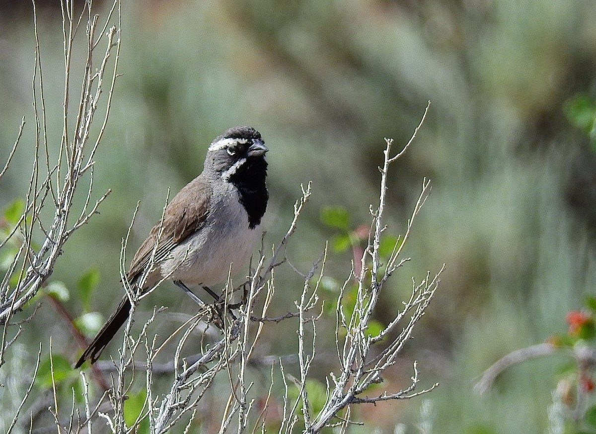 Black-throated Sparrow - ML587230541