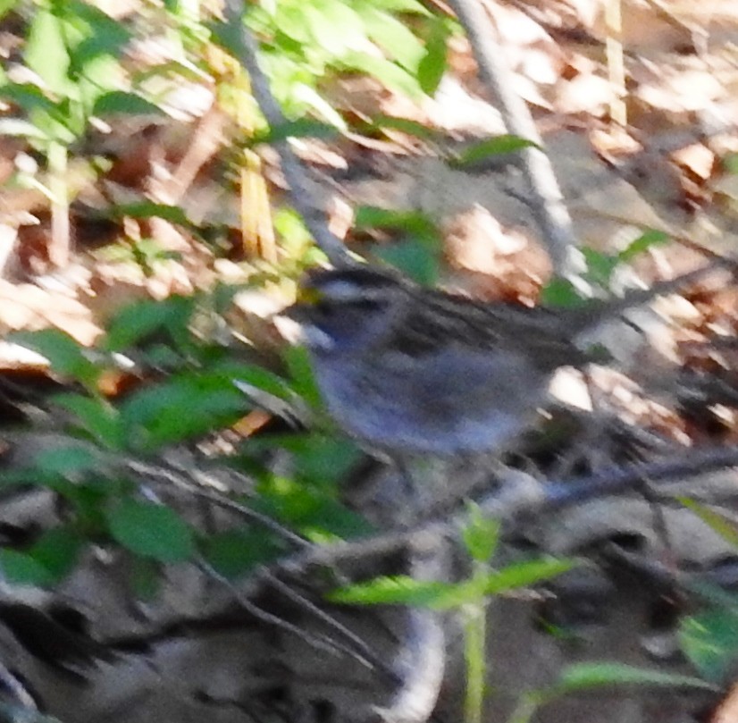 White-throated Sparrow - alan murray