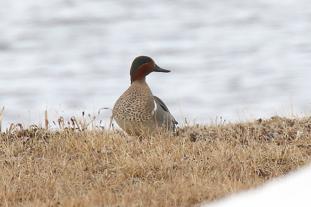 Green-winged Teal - ML587234051