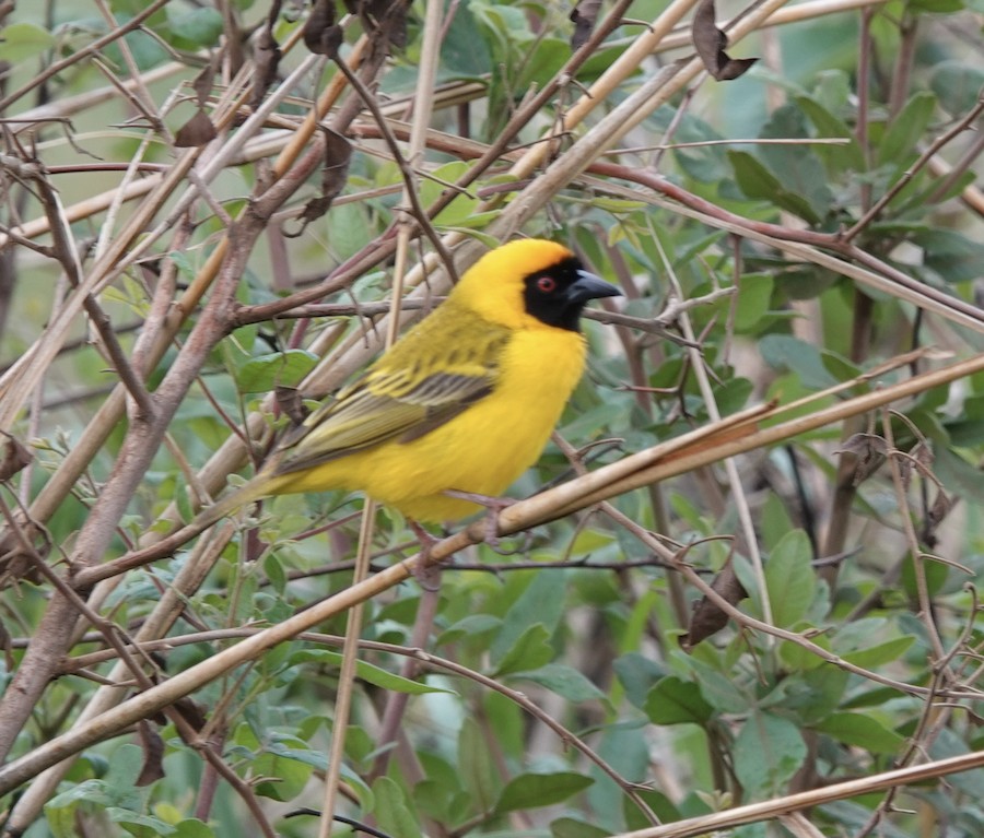 Katanga Masked-Weaver (Katanga) - eBird