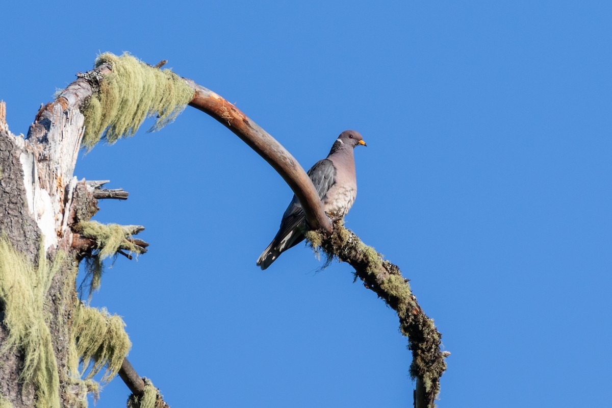 Band-tailed Pigeon - ML587235521