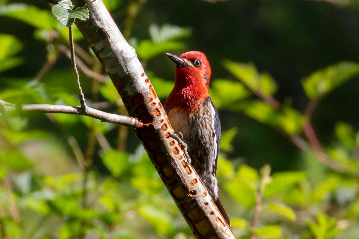 Red-breasted Sapsucker - ML587235581