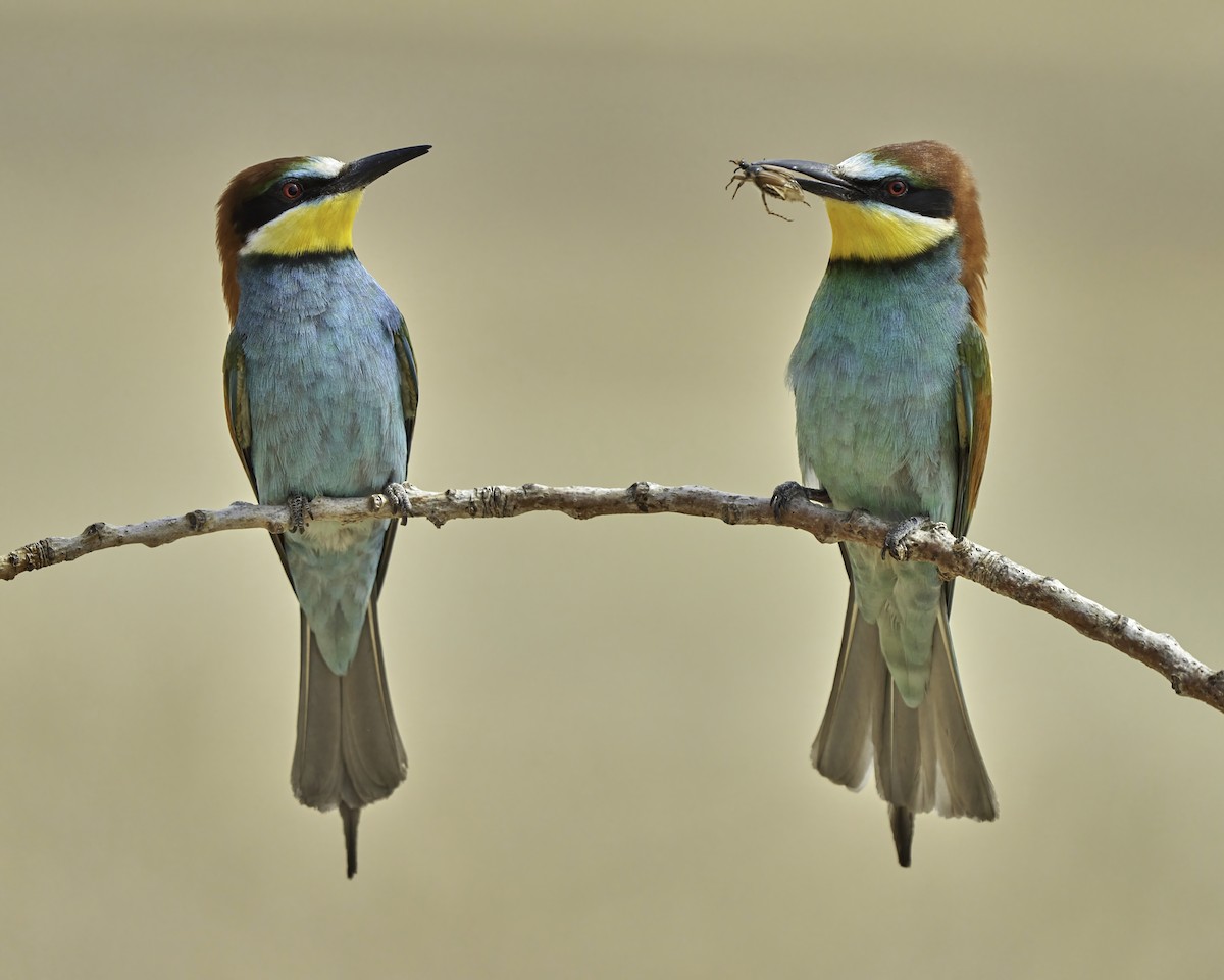 European Bee-eater - ML587235711