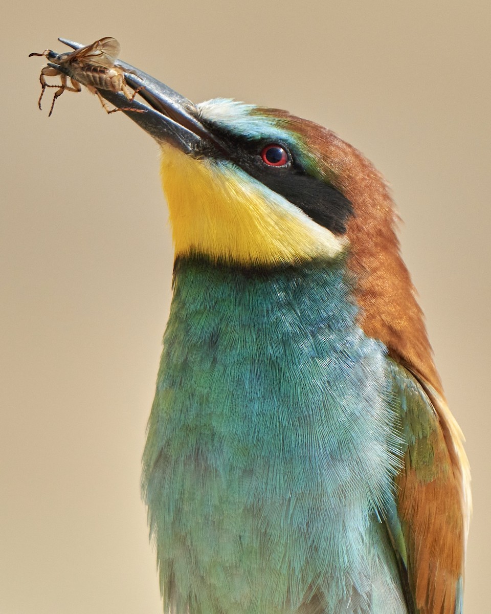 European Bee-eater - ML587235721