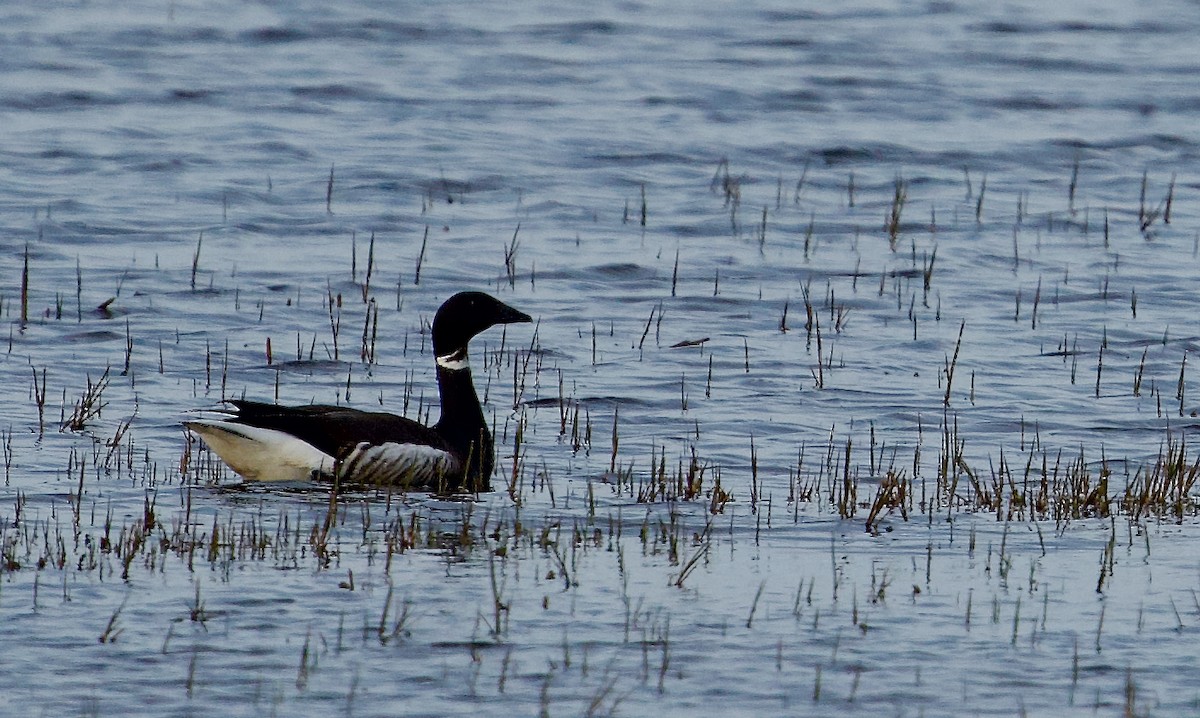 eBird Checklist - 21 Jun 2023 - Prudhoe Bay, Prudhoe Bay US-AK (70.2819 ...