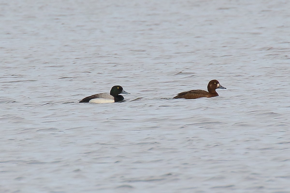 Greater Scaup - ML587243581