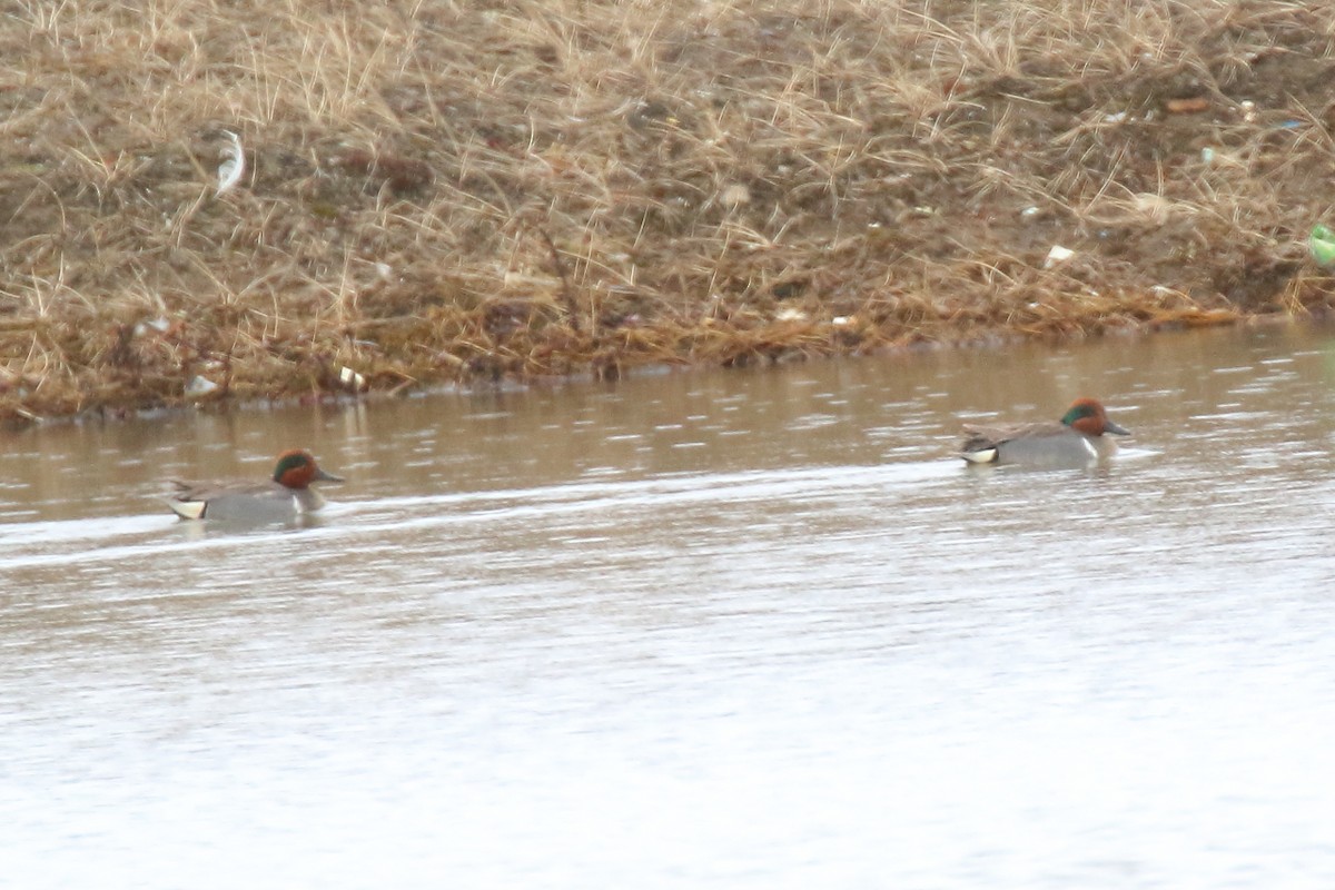 Green-winged Teal - ML587243711