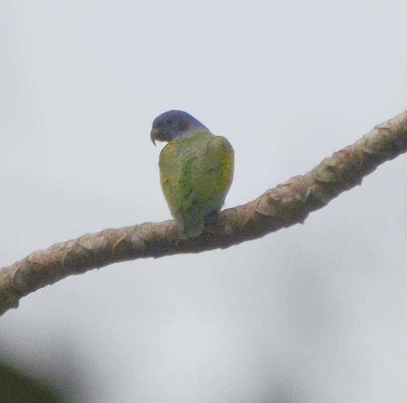 Blue-headed Parrot - ML587243901