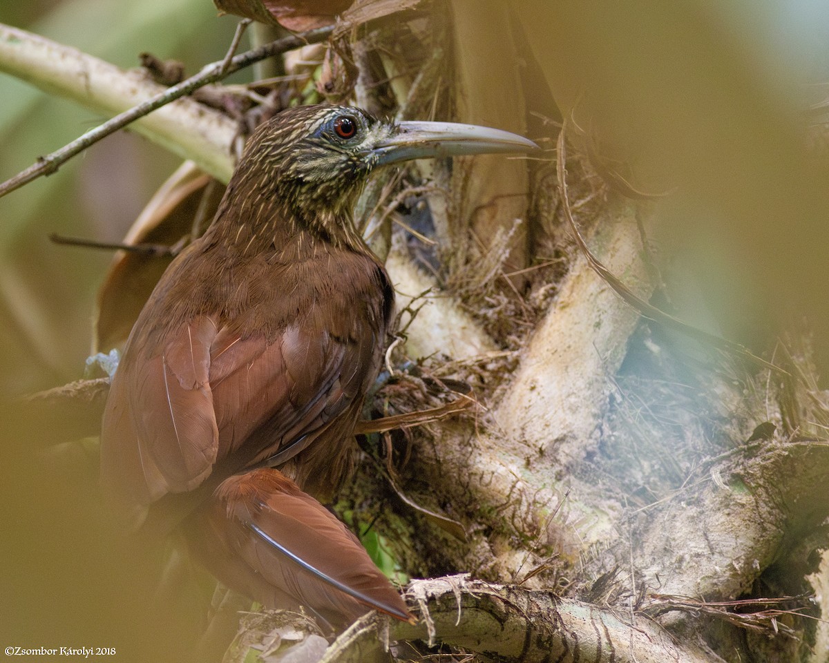 Strong-billed Woodcreeper - ML587244361