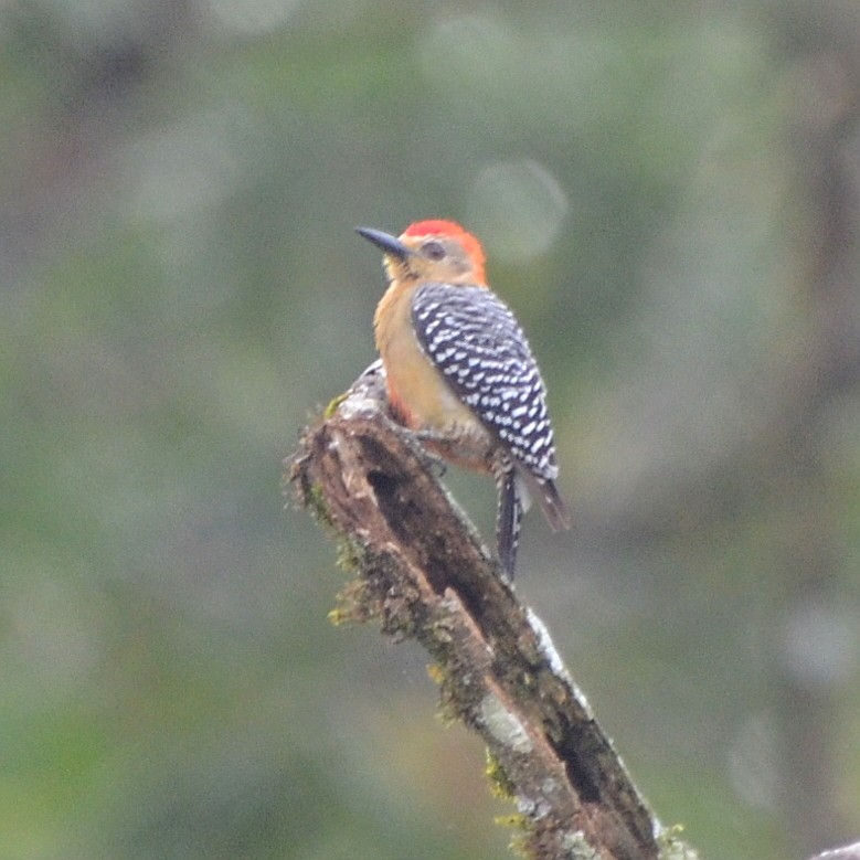 Red-crowned Woodpecker - Jos Simons
