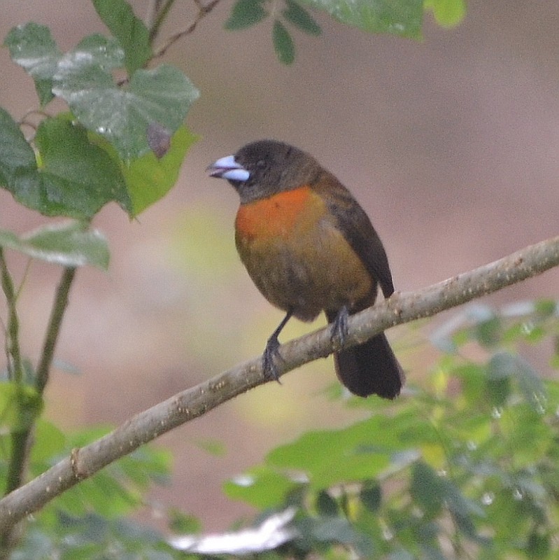 Scarlet-rumped Tanager - ML587244531