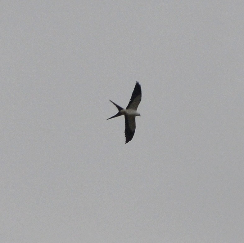 Swallow-tailed Kite - Jos Simons