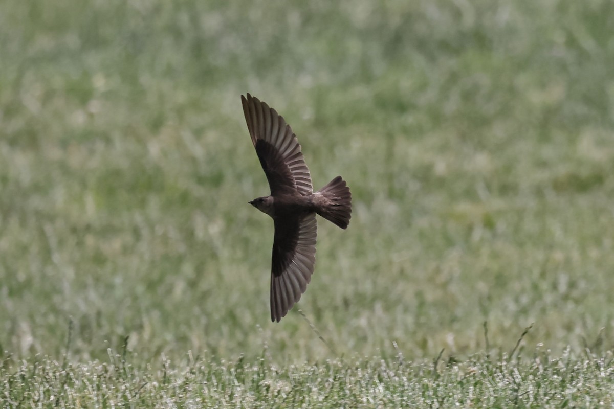 Northern Rough-winged Swallow - ML587245581
