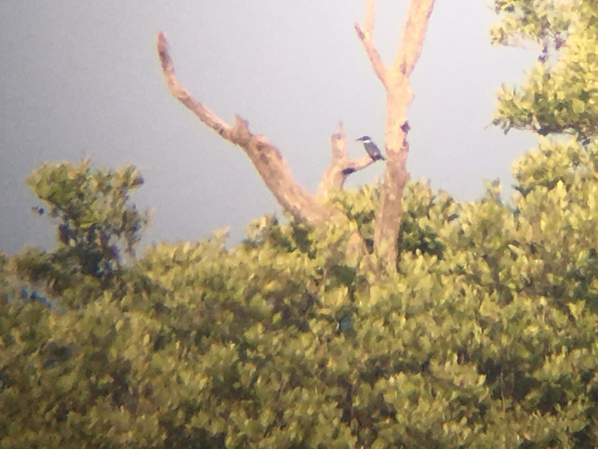 Belted Kingfisher - ML58724961