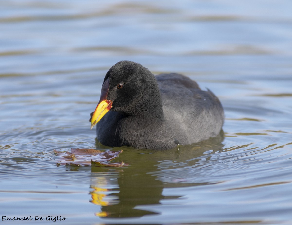 Red-fronted Coot - ML587254031