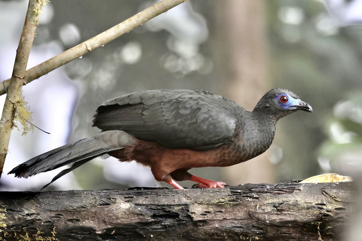 Sickle-winged Guan - ML587254411