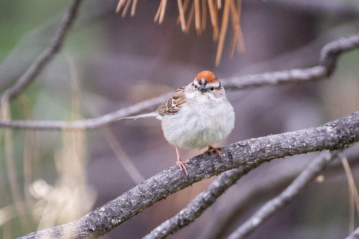 Chipping Sparrow - ML587259221