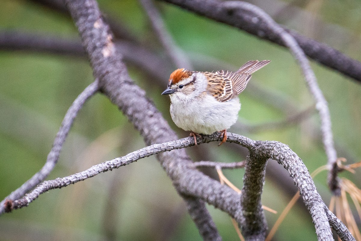 Chipping Sparrow - ML587259231