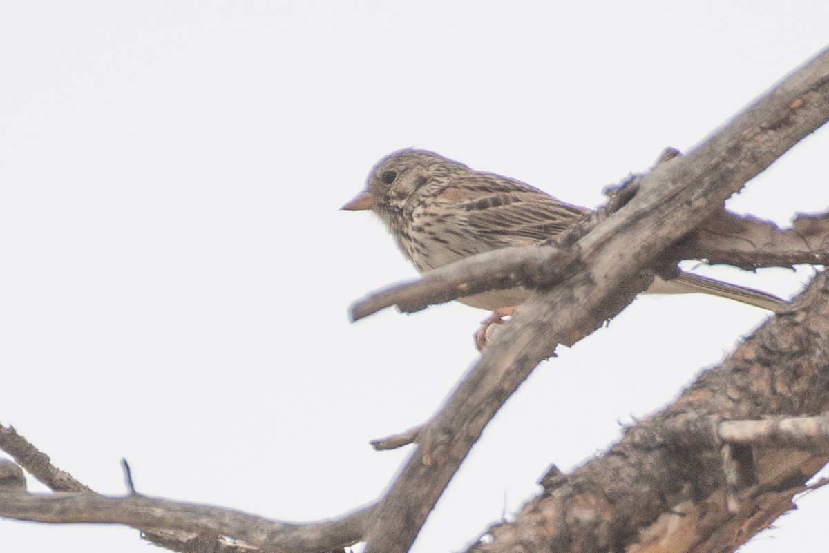 Vesper Sparrow - ML587259491