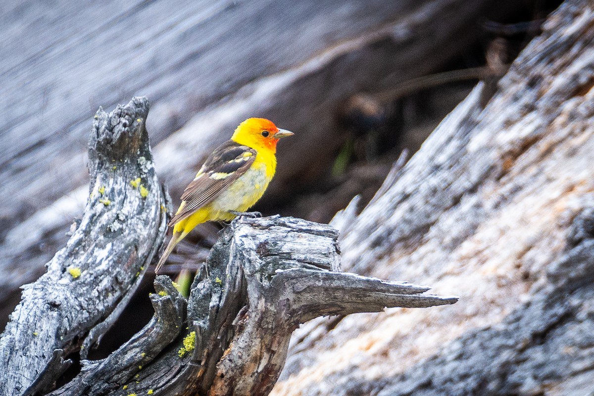 Western Tanager - ML587259561
