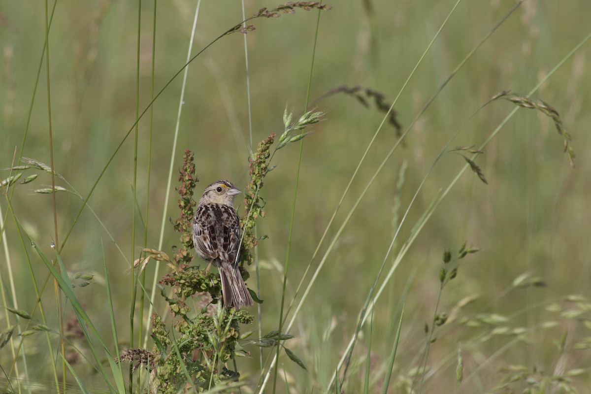 Grasshopper Sparrow - ML587260241