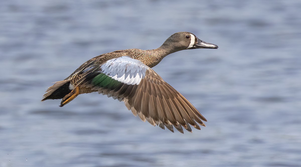 Blue-winged Teal - ML587263641