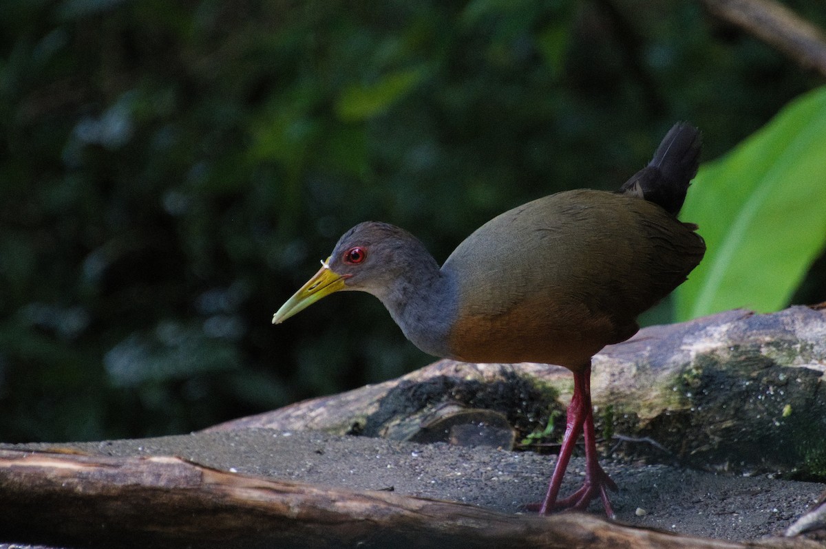 Gray-cowled Wood-Rail (Gray-cowled) - Mike Ostrowski