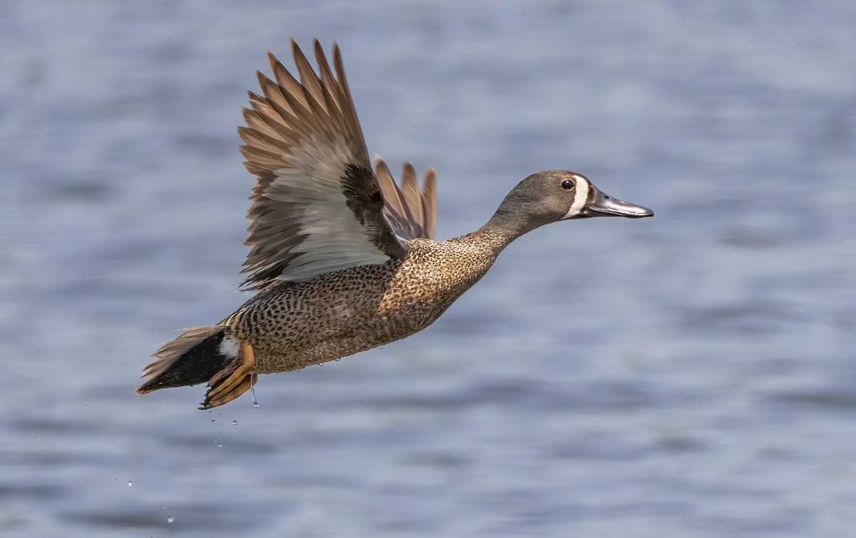 Blue-winged Teal - ML587265451
