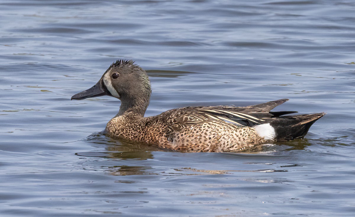 Blue-winged Teal - ML587266381