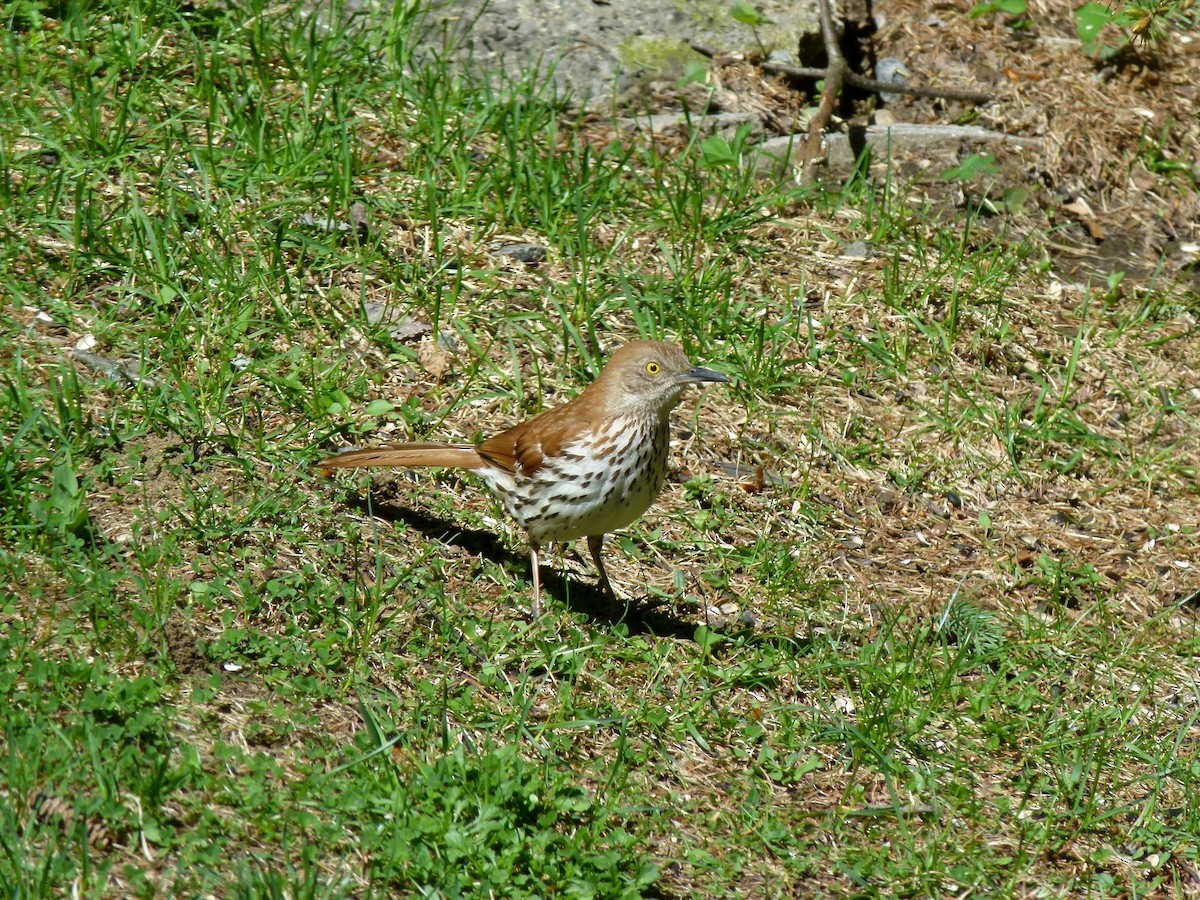 Brown Thrasher - Sylvie St-Pierre COHL