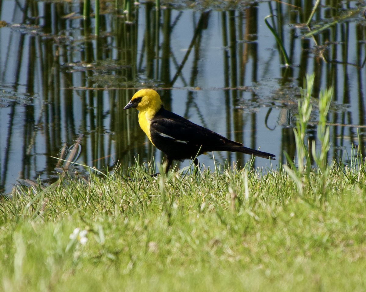 Yellow-headed Blackbird - ML587270161