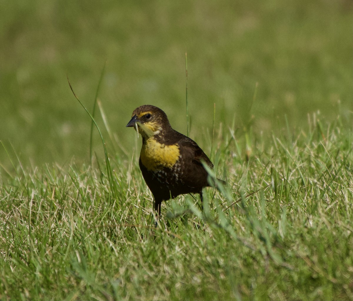 Yellow-headed Blackbird - ML587270351