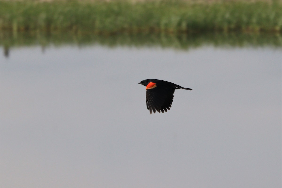 Red-winged Blackbird - ML587271661