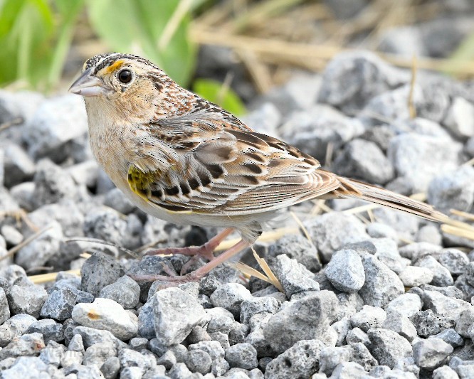 Grasshopper Sparrow - ML587272881